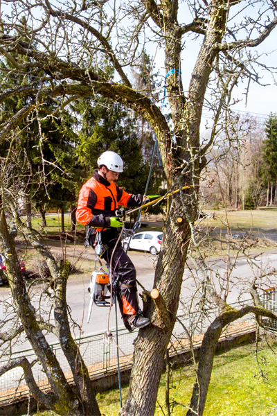 img-elagage-arbre