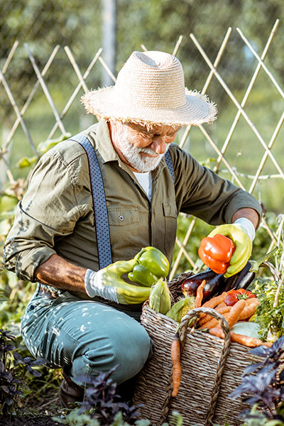 img-potager-gout